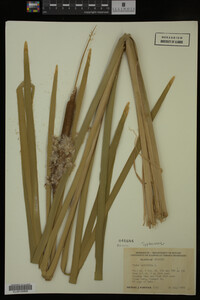 Typha latifolia image