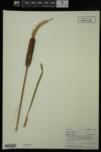 Typha latifolia image