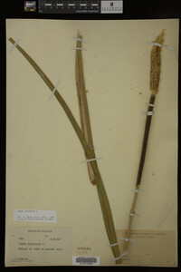 Typha latifolia image