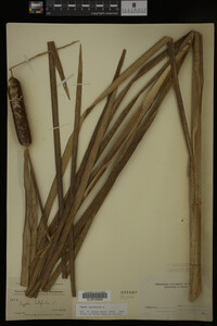 Typha latifolia image