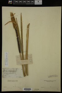Typha latifolia image