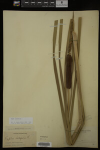 Typha latifolia image
