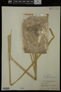 Typha latifolia image