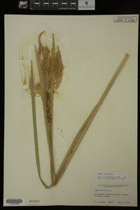 Typha latifolia image