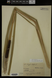 Typha latifolia image