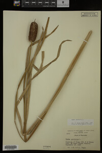 Typha latifolia image