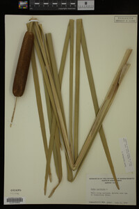 Typha latifolia image