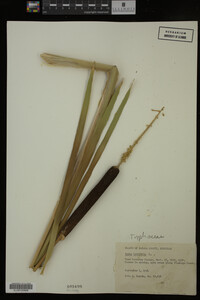 Typha latifolia image