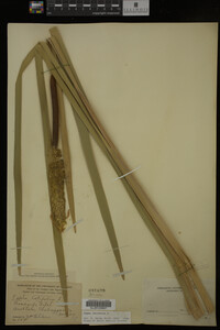 Typha latifolia image