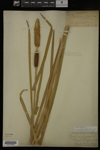 Typha latifolia image