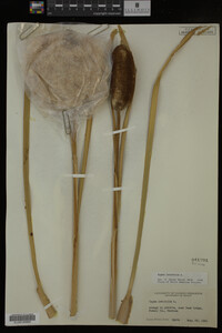 Typha latifolia image
