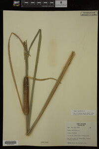 Typha latifolia image