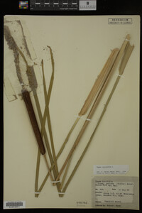 Typha latifolia image