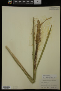 Typha latifolia image
