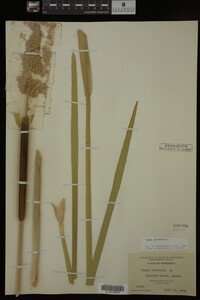 Typha latifolia image