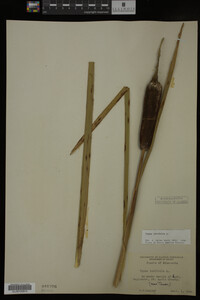 Typha latifolia image
