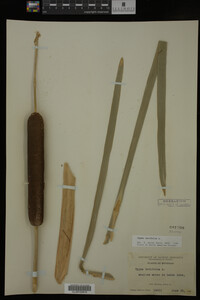 Typha latifolia image