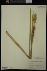 Typha latifolia image