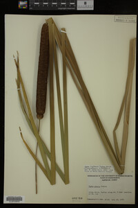 Typha x glauca image