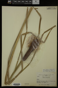 Media resource of Typha x glauca