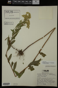 Image Associated With the Occurrence