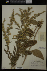 Image Associated With the Occurrence