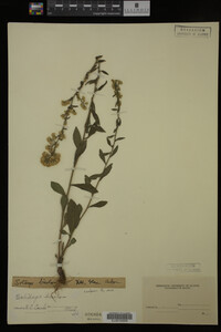 Solidago bicolor image