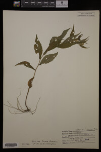 Solidago curtisii image