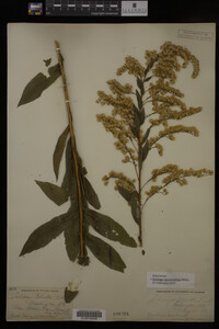 Image Associated With the Occurrence