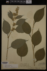 Image Associated With the Occurrence