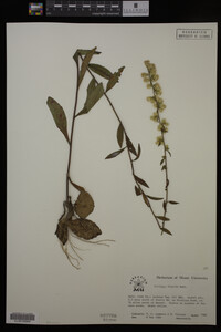 Solidago hispida image