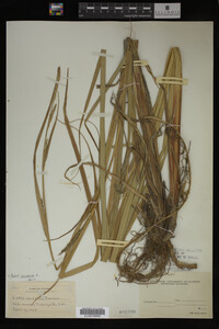 Carex vesicaria image