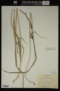Carex vesicaria image