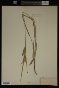 Carex vesicaria image