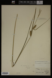 Carex vesicaria image
