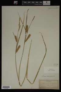 Carex vesicaria image
