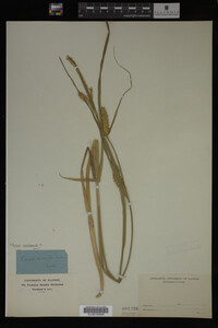Carex vesicaria image