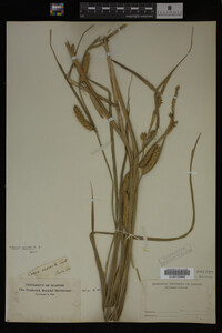 Carex vesicaria image