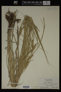 Carex vesicaria image