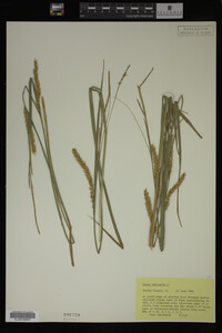 Carex vesicaria image