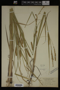 Carex vesicaria image