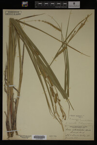 Carex vesicaria image