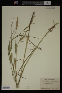 Carex vesicaria image
