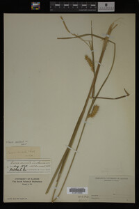 Carex vesicaria image