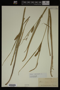Carex vesicaria image
