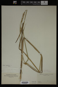 Carex vesicaria image
