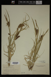 Carex vesicaria image