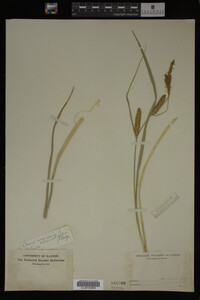 Carex vesicaria image