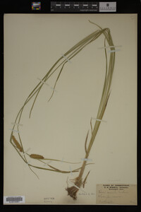Carex vesicaria image
