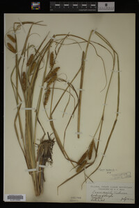 Carex vesicaria image